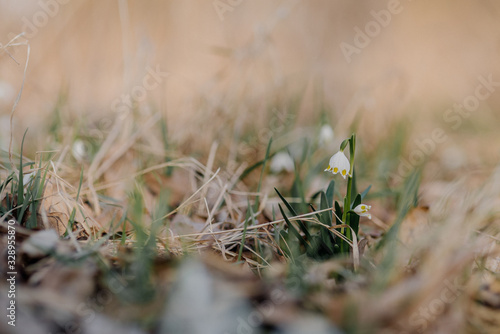 Spring Snowflake (Leucojum vernum) First spring flowers