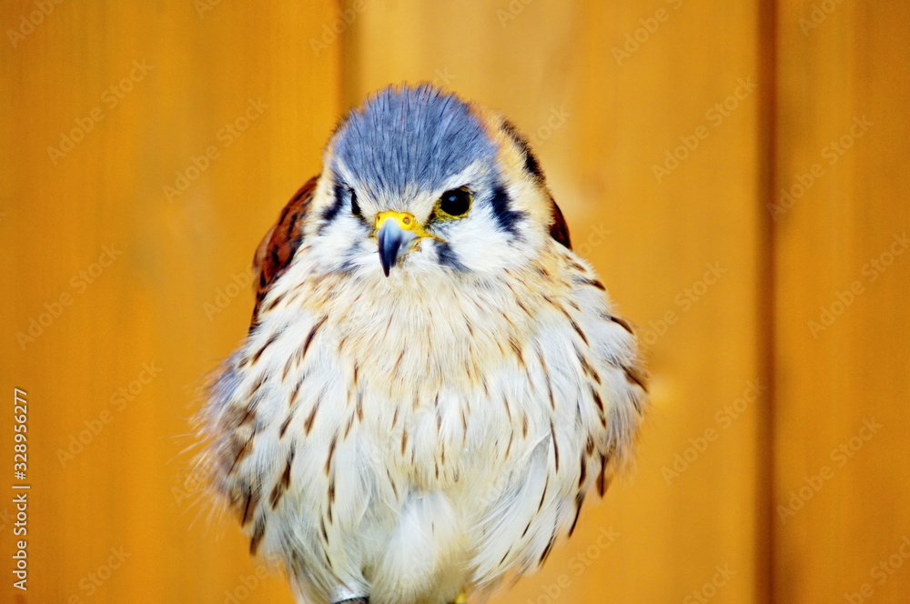 Fototapeta premium American kestrel - Postolka pestra - falco sparverius 