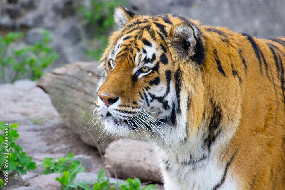 Obraz premium Tygrys