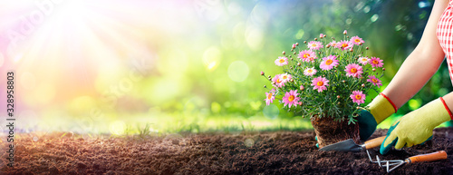Gardening - Gardener Planting A Daisy In The Soil