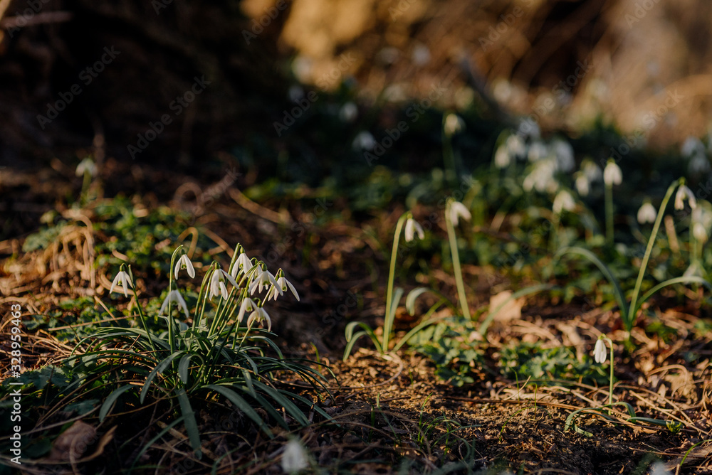 Close up gathering of fresh early spring snowdrops, Galanthus nivalis flower. Close up gathering of fresh early spring snowdrops, Galanthus nivalis flower.