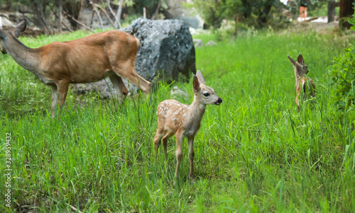 A white-tailed deer doe family in an open green grass meadow in summer  Yosemite National Park  California USA.