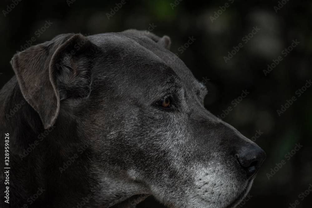 Perfil cachorro cinza dogue alemão great danne