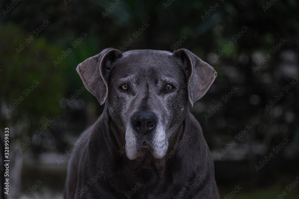 Retrato de cachorro cinza dogue alemão great danne