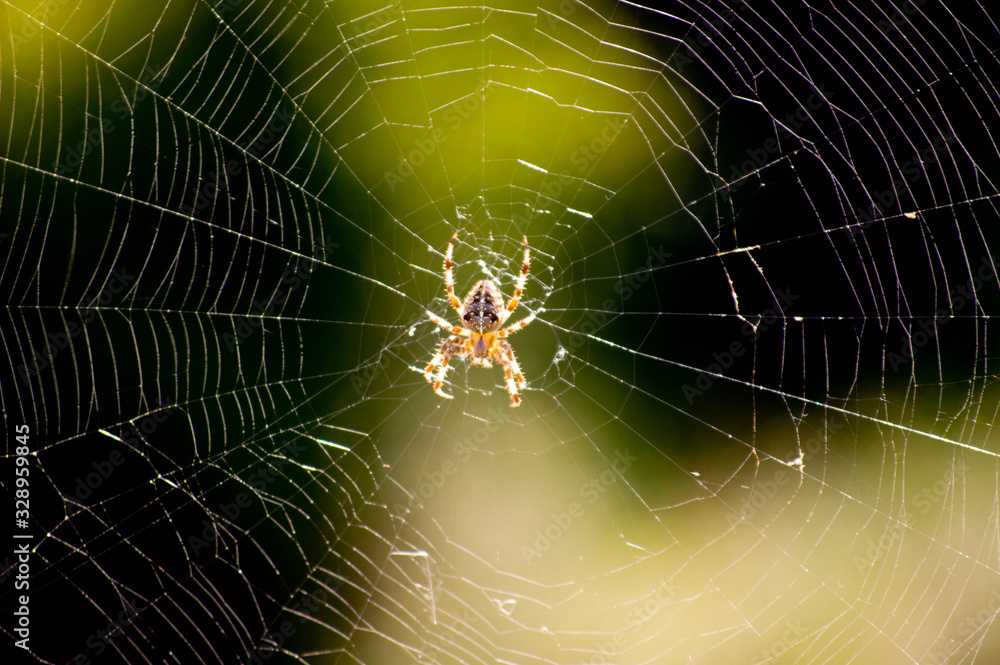 Closeup of a spider and its web. Closeup of a spider and its web.