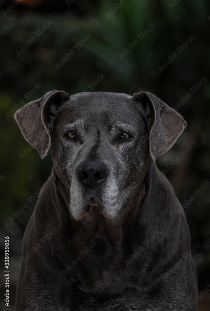 Retrato de cachorro cinza dogue alemão great danne Retrato de cachorro cinza dogue alemão great danne