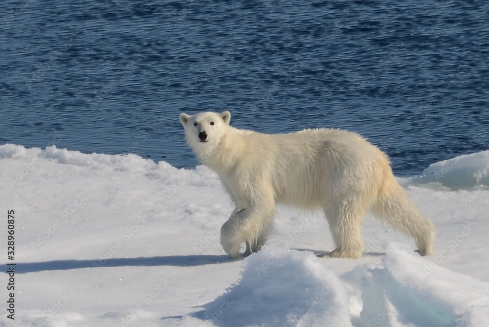  Polar bear patrolling his ever diminishing ice cap as climate change advances