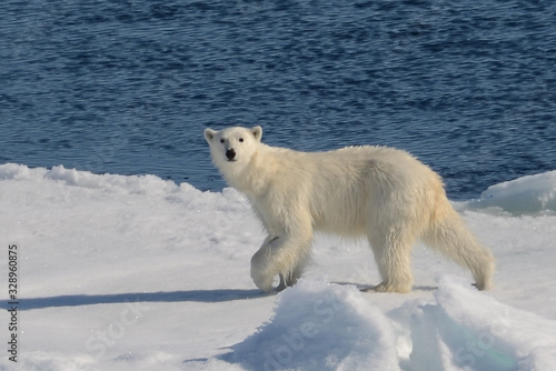  Polar bear patrolling his ever diminishing ice cap as climate change advances