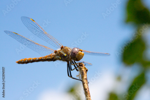 Wandering Glider Dragonfly Fall Migration  © Jeanne