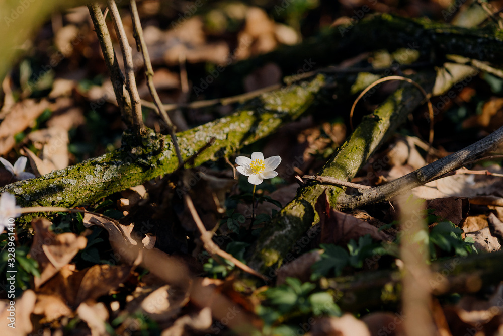 First spring flowers. Anemone sylvestris (snowdrop anemone) First spring flowers. Anemone sylvestris (snowdrop anemone)