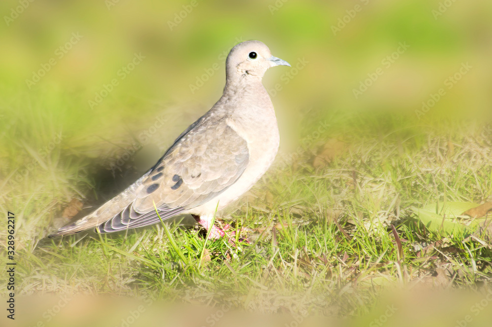 Picui dove perched on the grass Picui dove perched on the grass