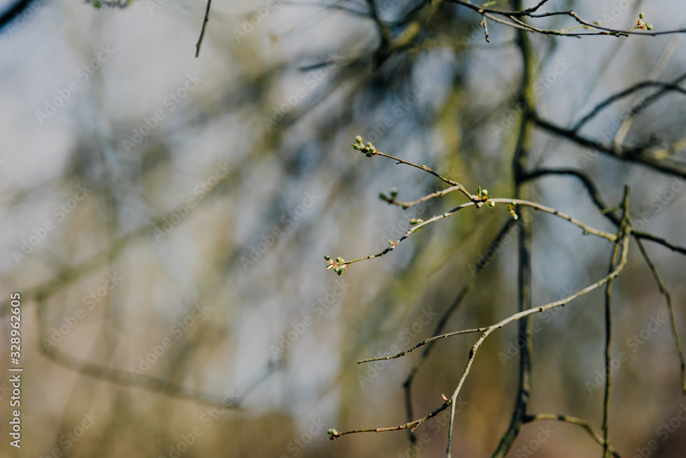 Obraz premium Spring shoot in forest close up. Bud with green leaf appearing from it.