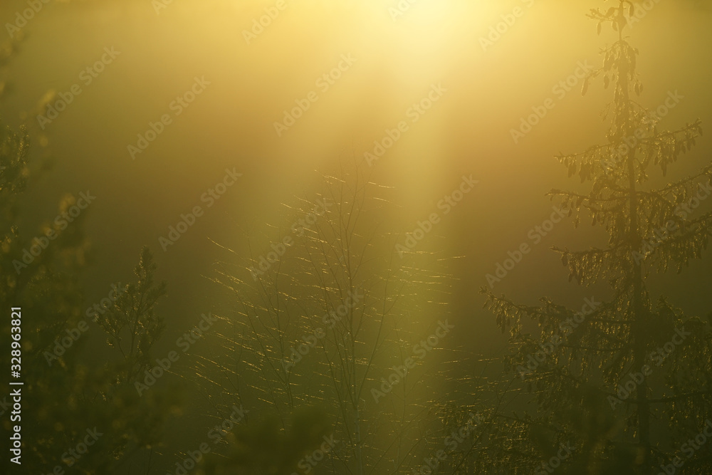 Forest ful of sun light during sunset. Forest ful of sun light during sunset.