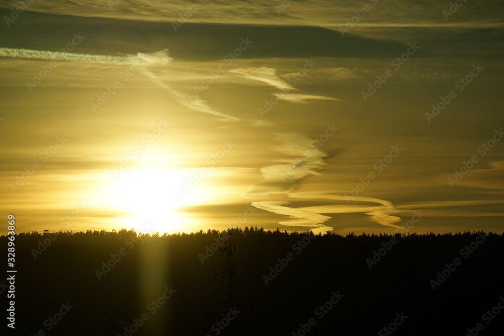 Fototapeta premium Sunset in pine forest as a nature background.