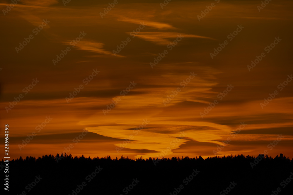 Sunset behind tree in the forest.