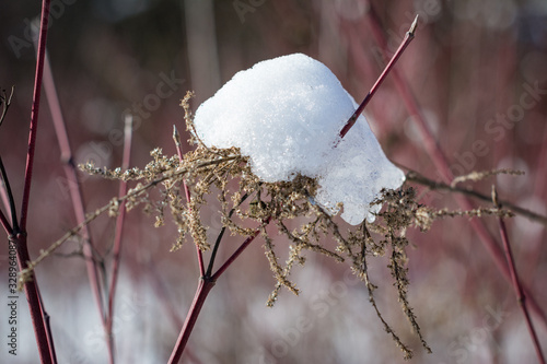 branch of a tree in snow