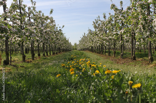Fototapeta Naklejka Na Ścianę i Meble -  an orchard with yellow flowers among the rows of trees
