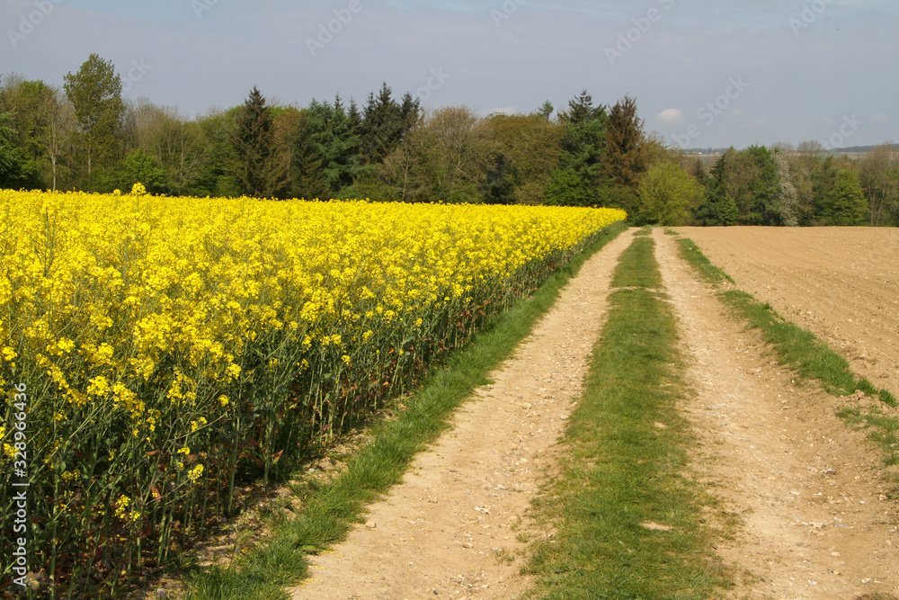 walking path along a field with the yellow coleseed and a forest in the background