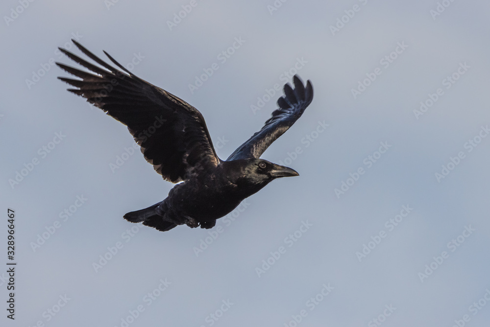 Obraz premium Crow on the hunt