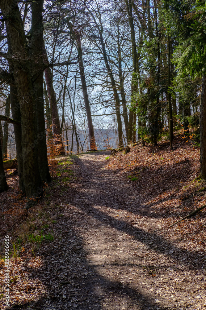 Obraz premium Early Spring Woods