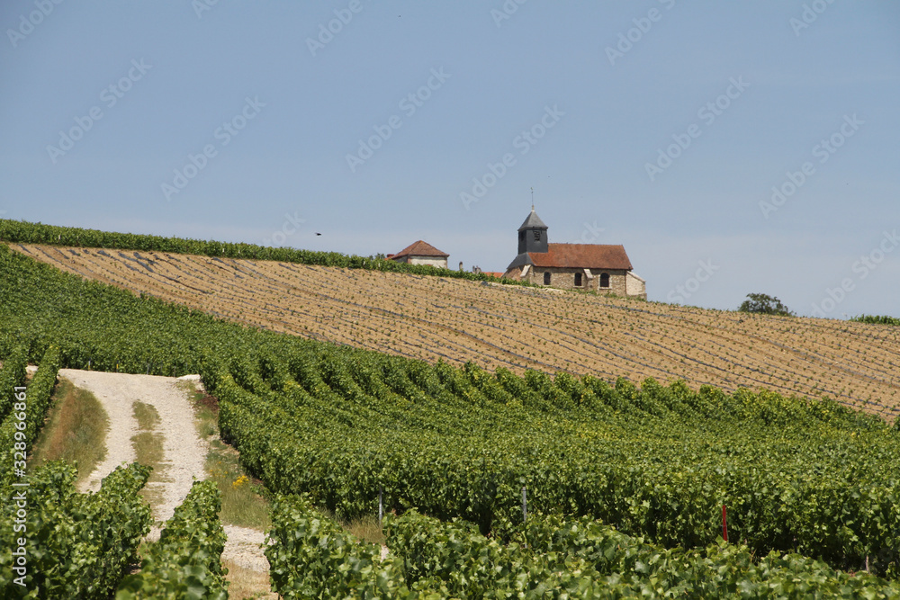  new vineyard in plantation with the village church in the background