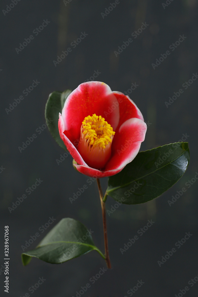 red camellia flowers on a dark background red camellia flowers on a dark background