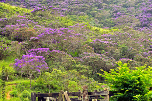 Slope of the hill full with flowering grory trees, or Quaresmeiras photo