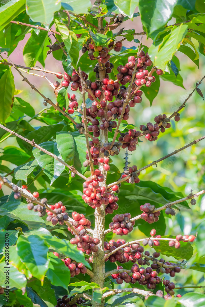 Close-up of coffee beans fruit on tree in plantations.. Close-up of coffee beans fruit on tree in plantations..