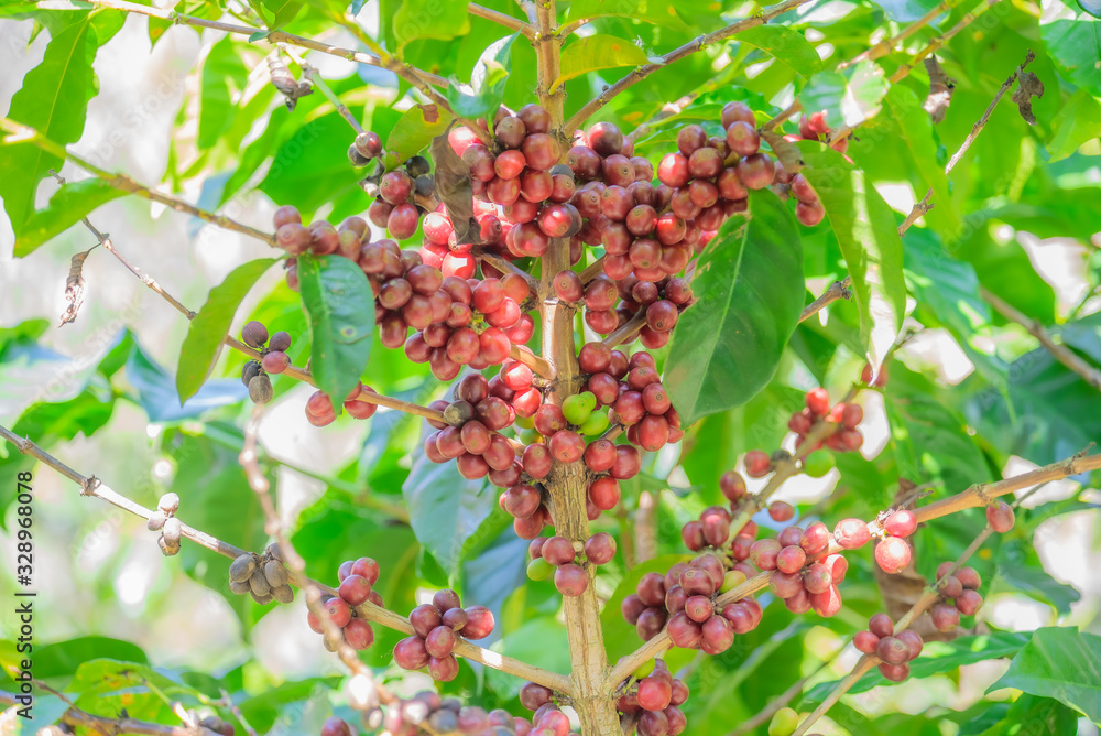 Close-up of coffee beans fruit on tree in plantations..