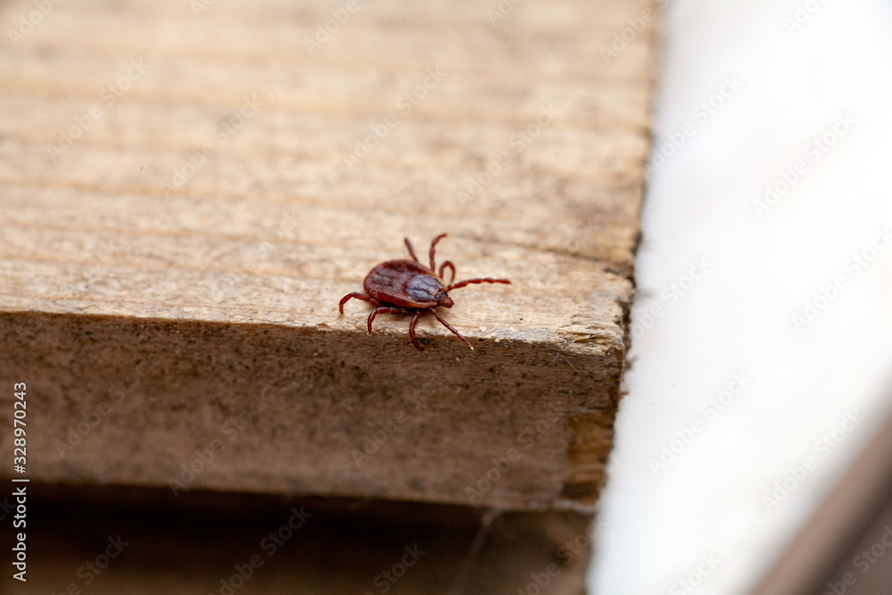 A true ixodid mite blood sucking parasite carrying the acarid disease sits on a On a white field on a hot summer day, hunting in anticipation of the victim A true ixodid mite blood sucking parasite carrying the acarid disease sits on a On a white field on a hot summer day, hunting in anticipation of the victim
