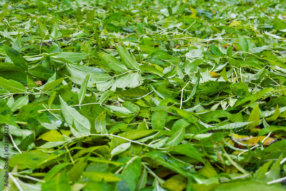 Fall bright green leaves background