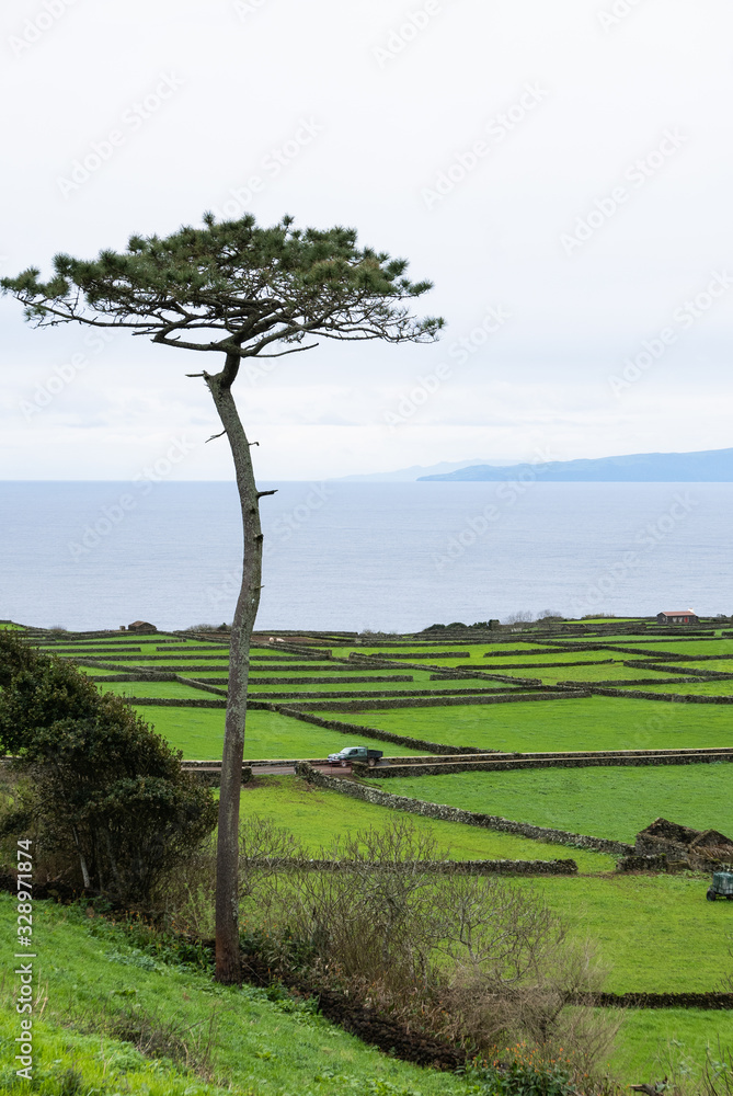 Scenic pastureland by the sea with single tree, Terceira Portugal, vertical