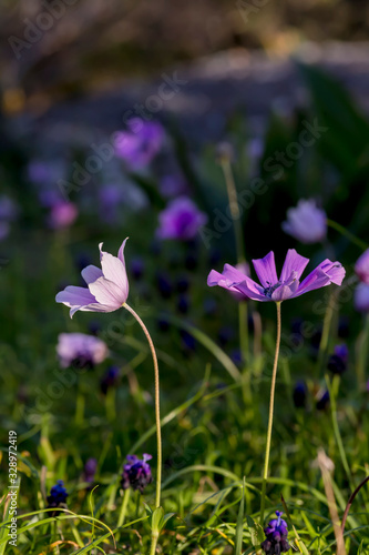 Wild anemones (Anemone coronaria) in a natural habitat © TETYANA