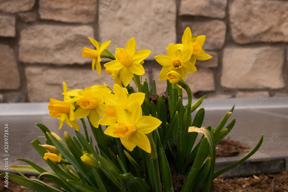 Spring 2020 Daffodils showing their color early in March