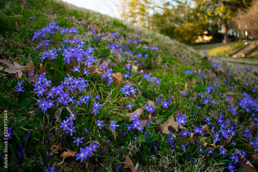 Obraz premium A Group of Blue-Violet Flowers on a Green Lawn at the Start of Spring