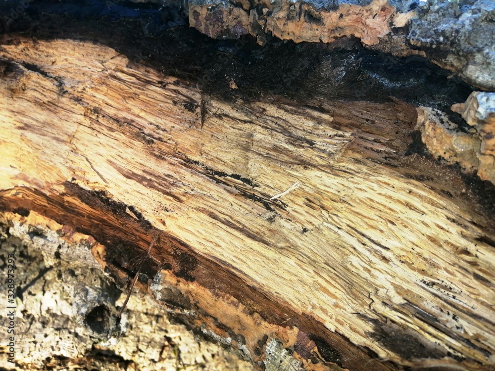 - trons of trees with different colors and really attractive shapes. - trons of trees with different colors and really attractive shapes.