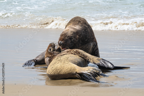 sea lions on a beach