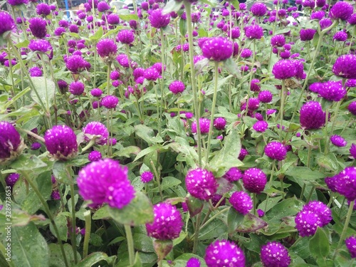 purple flowers in the garden