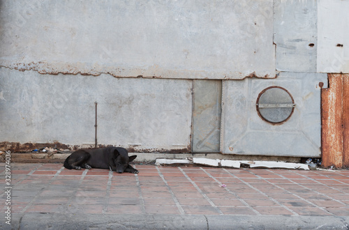 A black dog sleeps on footpath and metal backdrop.