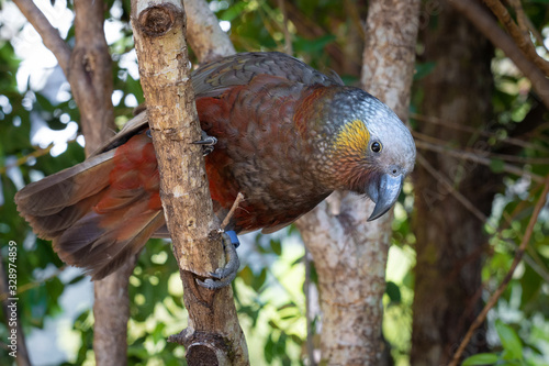 Beautiful Kaka bird