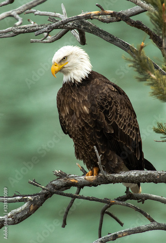 Bald Eagle over the Yellowstone