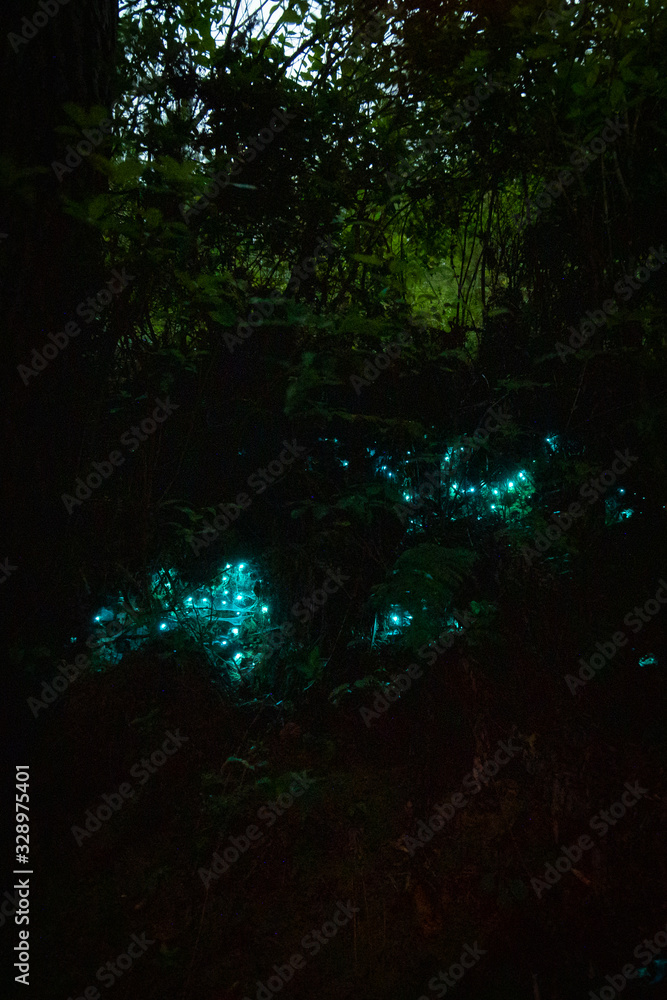Beauty of nature with glow worms in the dark