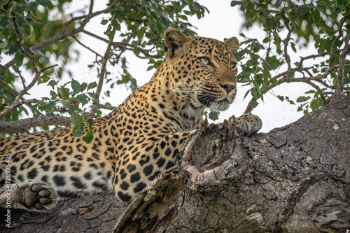 Closeup of female leopard in tree on high alert and staring