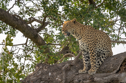 Full body view of leopard in tree in late afternoon sunlight