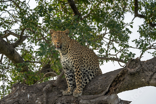 Full body leopard staring directly at camera from a tree with late afternoon lighting