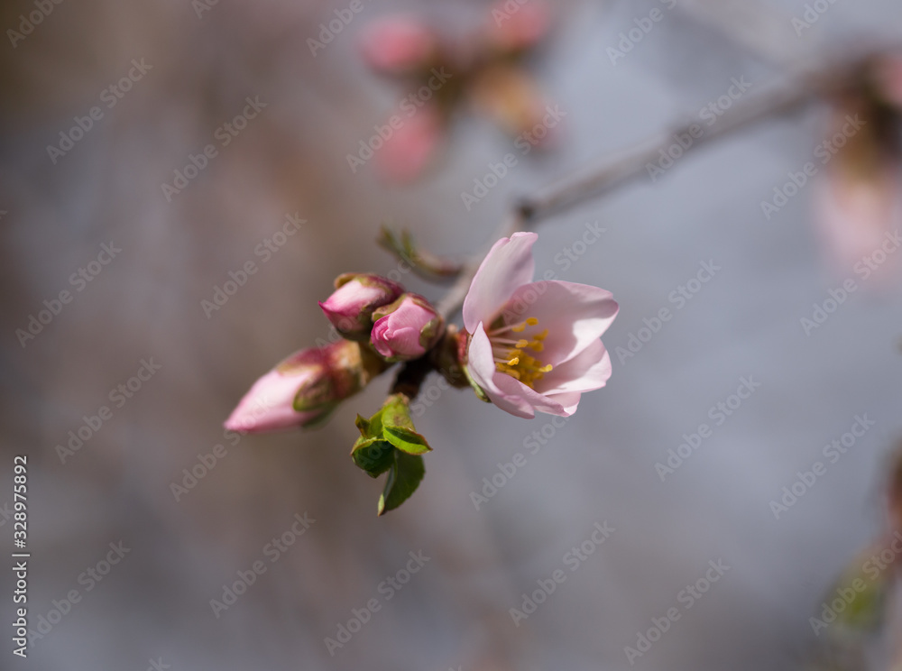 almonds tree flowes buds on a twing blured background in spring season day almonds tree flowes buds on a twing blured background in spring season day