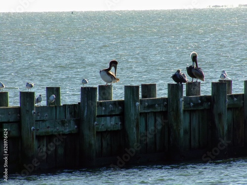 Pelicans on a Jetti in Texas Coastal Town