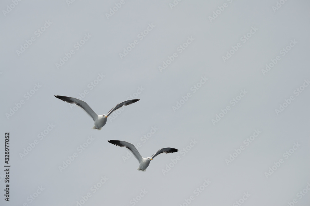 Obraz premium Seagulls in the sky