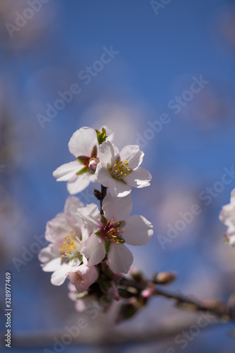 almonds tree flowes on a twing bee blured background in spring season day