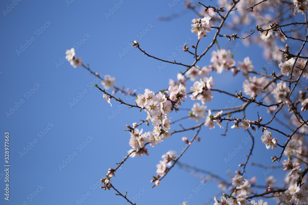 almonds tree flowes on a twing bee blured background in spring season day almonds tree flowes on a twing bee blured background in spring season day